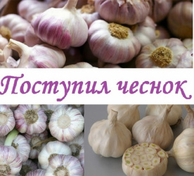 Уже в продаже Чеснок семенной озимый "Добрыня" и яровой чеснок "Ершовский"!